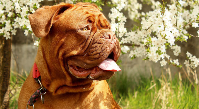 Improve Your Dogue De Bordeaux Skin & Coat With This One Simple Hack