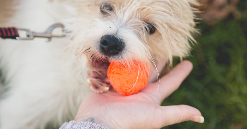 Dogs Love This Bizarre Ball. But It’s What Happens After You Buy It That Has People Talking.