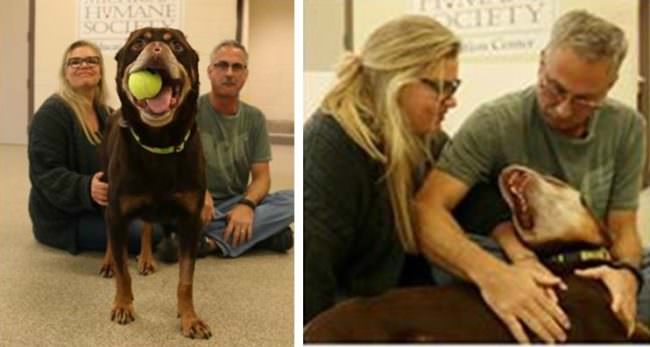 UPDATE: Baron The Disfigured Rottie Has Been Adopted!