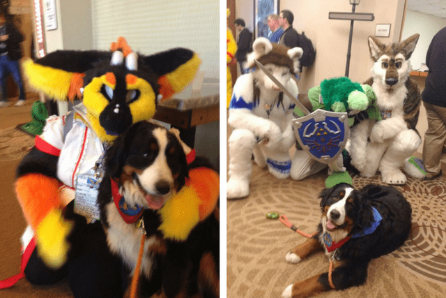 dog goes to fur con
