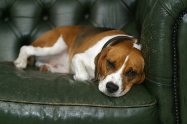 Beagle Napping on Chair