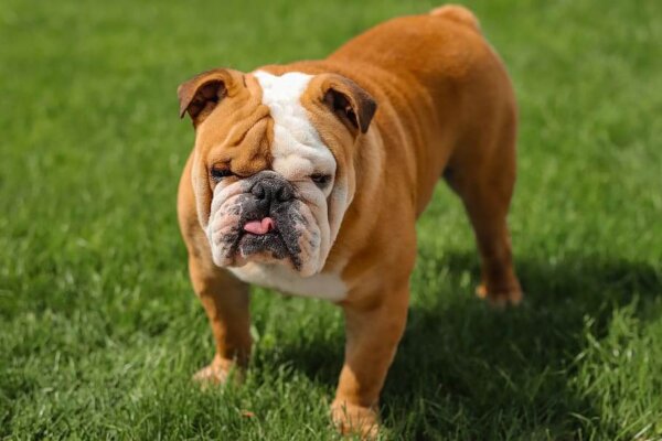 Smelly Bulldog Breed