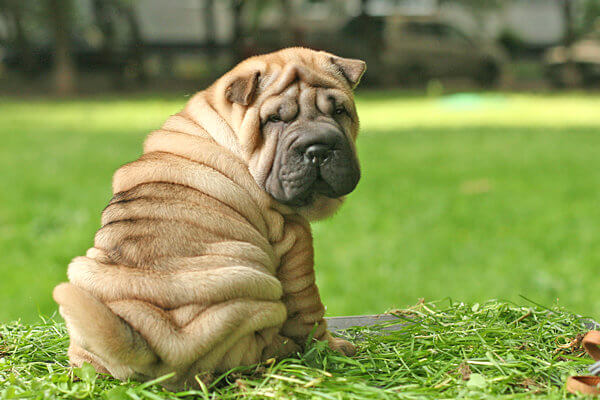 Smelly Shar Pei Dog