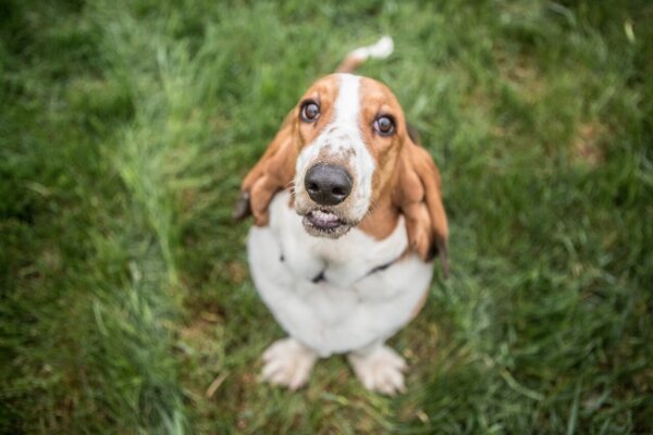 Happy Basset Hound