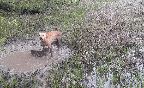 UPDATE: Dog Found Chained To A Cinder Block & Left To Drown Has Been Adopted!