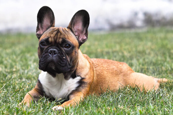 Smelly French Bulldog Breed