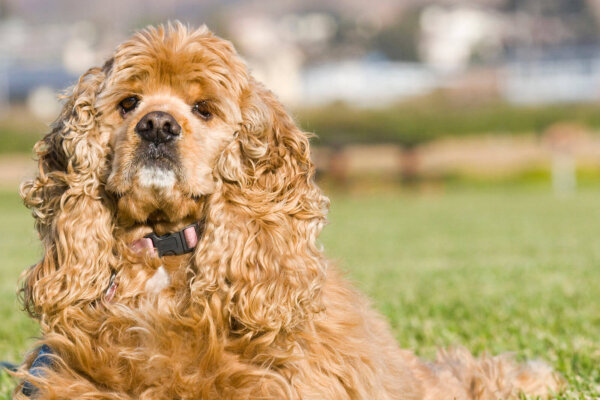 Fluffy Cocker Spaniel