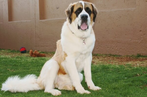 Saint Bernard Flatulence