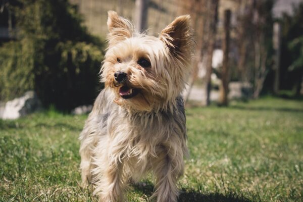 Yorkshire Terrier Outside