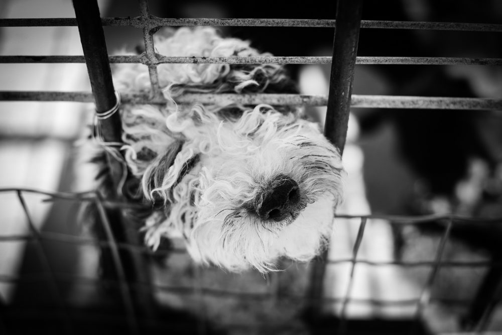 dog in cage