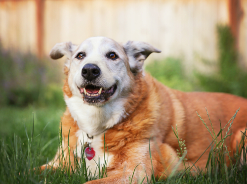 Smiling Senior Dog on Grass