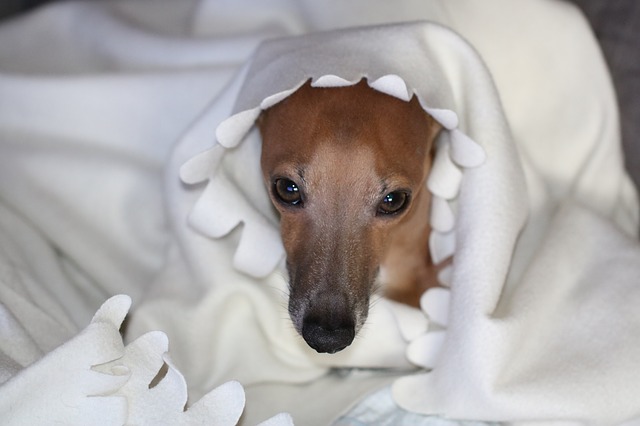 italian-greyhound-2865704_640