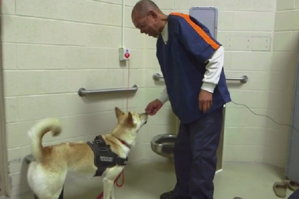 First Live-In Prison Dog Softens The Hearts Of Dangerous Criminals