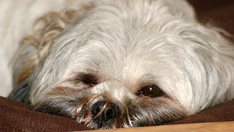 Choosing The Best Joint Supplement for a Lhasa Apso – 6 Things You Must Know