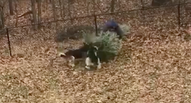 Dogs Play Tug-Of-War When Dad Just Wants To Trash The Christmas Tree