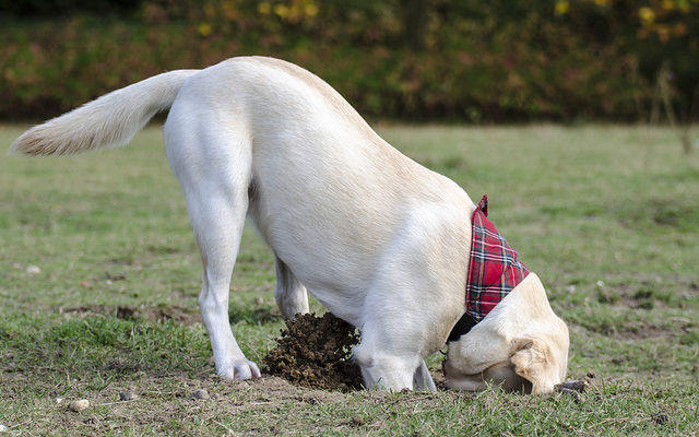  6 Reasons Dogs Bury Their Food, Treats & Toys