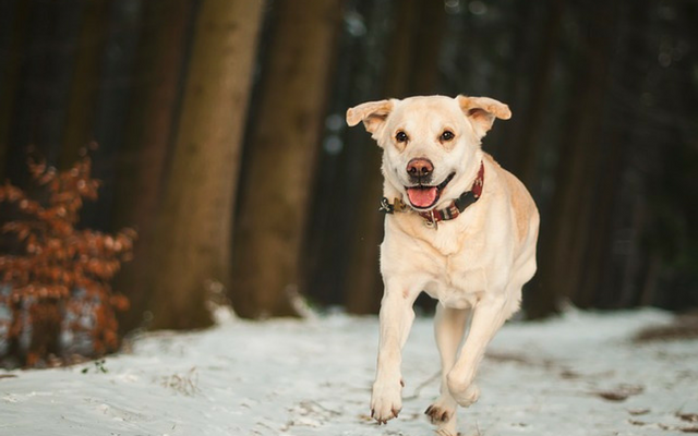 11 Dog Breeds That Make Great Running Partners