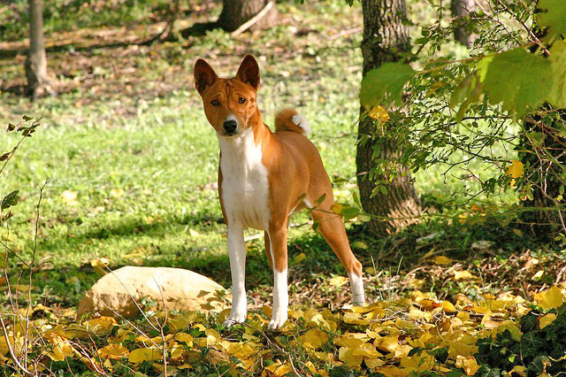 Basenji