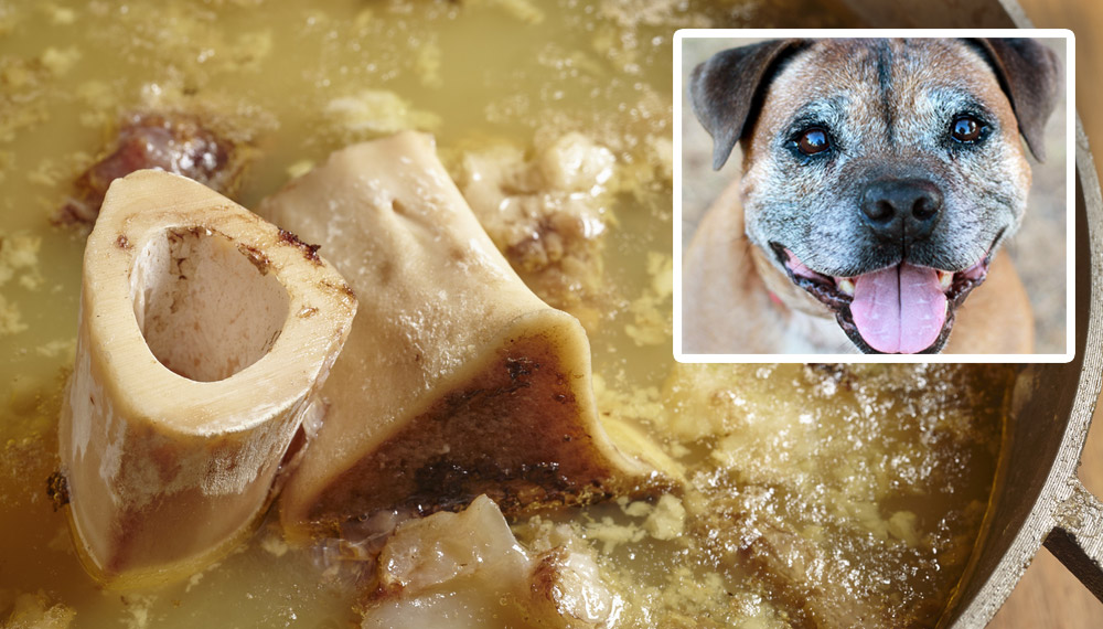 The Bone Broth Trend: Why Are So Many Owners Giving It To Their Older Dogs?