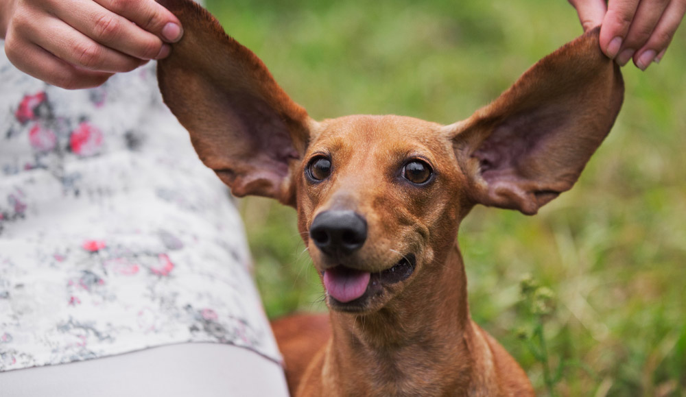 Is Your Dog's Breed Listed Here? Then Make Sure You Clean Their Ears WEEKLY