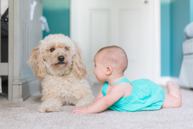 introduce a dog to baby