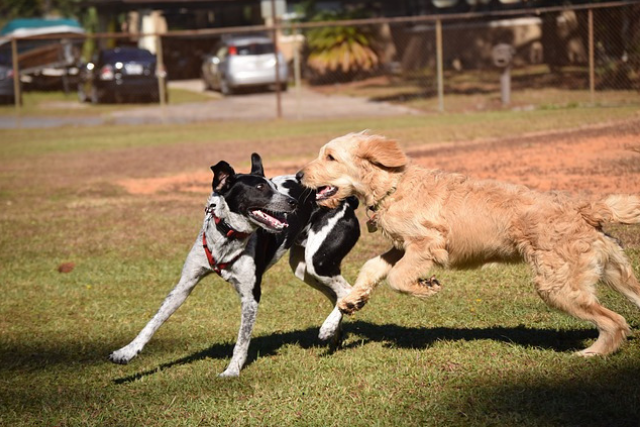 dog park rules