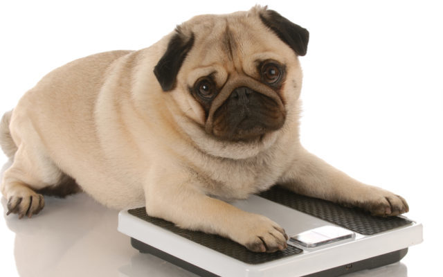 7 Vet-Recommended Tips To Help Your Dog Lose Weight