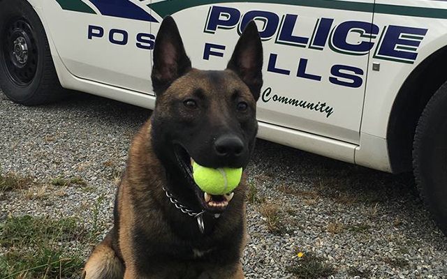 Officer Writes Stern Letter To K9 Who Damaged Patrol Car – See How the Dog Responds