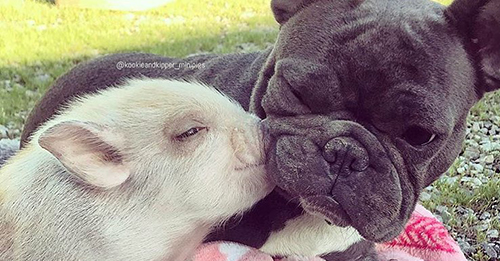 Piglets Rescued From Slaughter Become Best Friends With Family Dogs