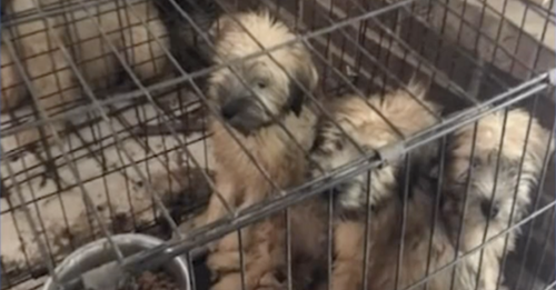 Suspected Puppy Mill with 80 Dogs Found in Virginia