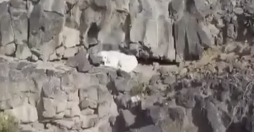 Dog Trapped On A Steep Cliff For Days Is Finally Rescued