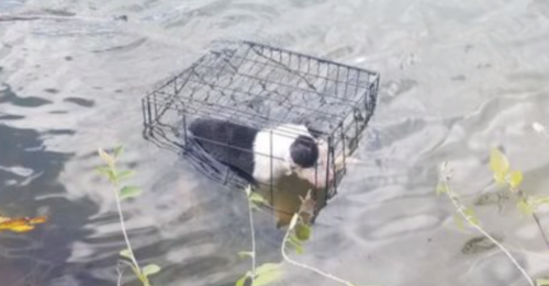 Teacher Who Saved Puppy Left To Die In A Lake Plans To Bring Her Home Forever