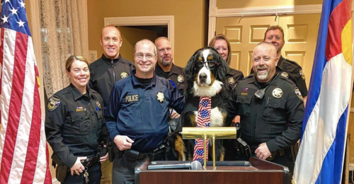 Parker The Snow Dog Becomes Honorary Mayor In Georgetown