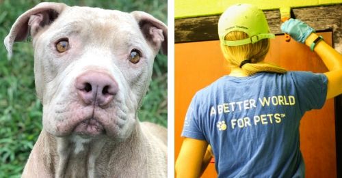 Nashville Animal Shelter Gets A Makeover Thanks To Your Donations