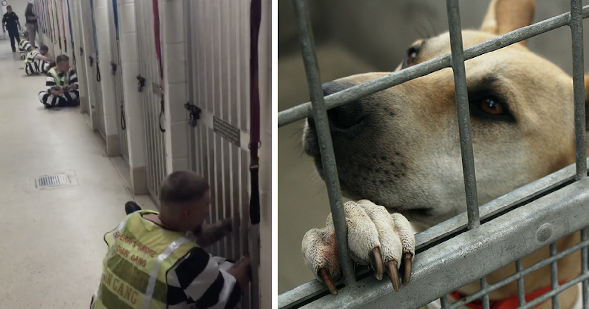 Inmates comfort shelter dogs