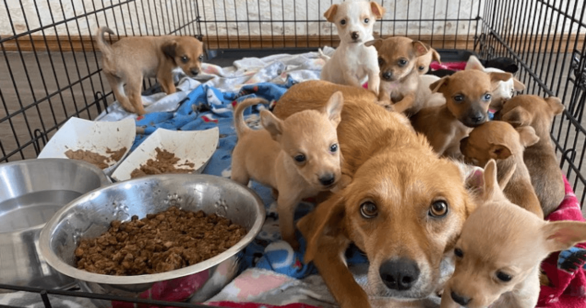 Eponine and Her 11 Puppies