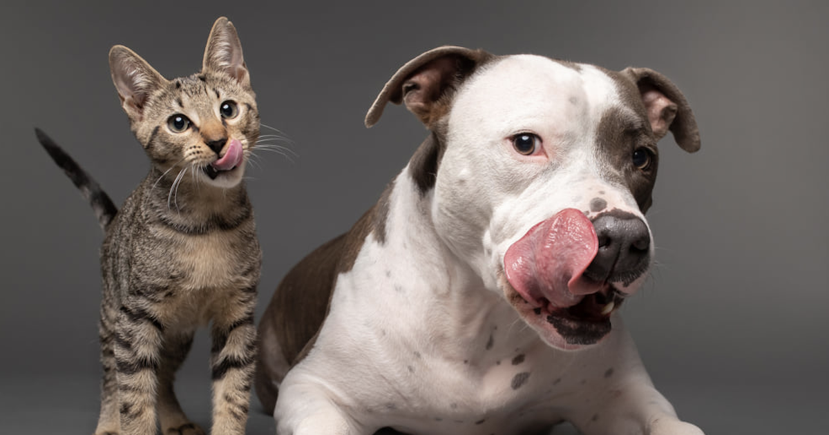 Grieving Pit Bull Finds Happiness In Rescue Kitten