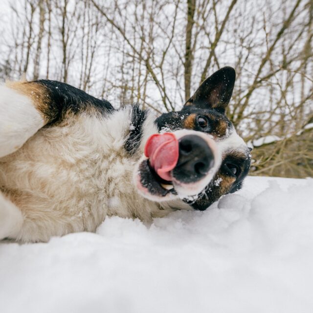 Dog rolling in snow