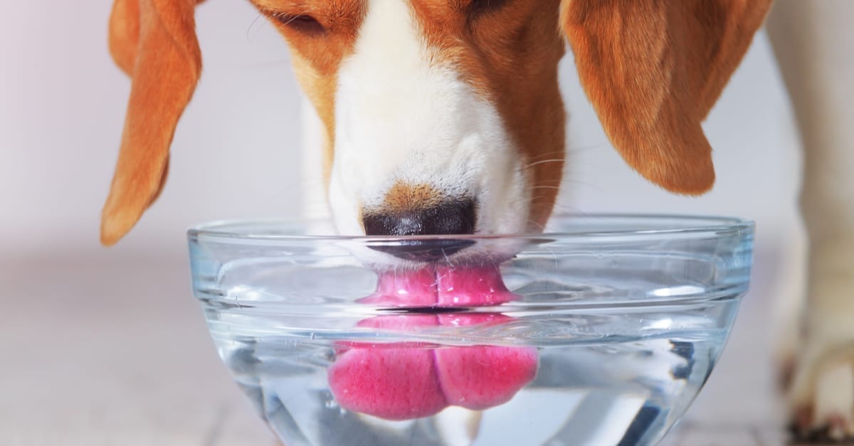 An Easy Trick For Your Dog's Water Bowl To Improve Their Dental Health Greatly