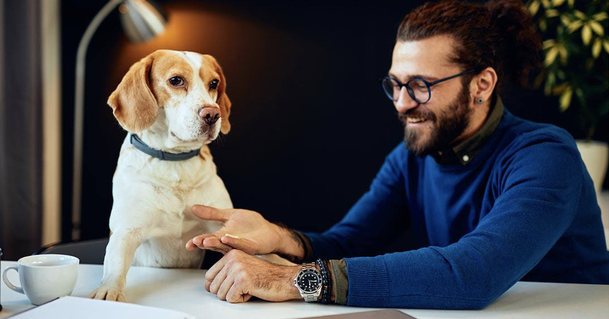 dog-friendly office