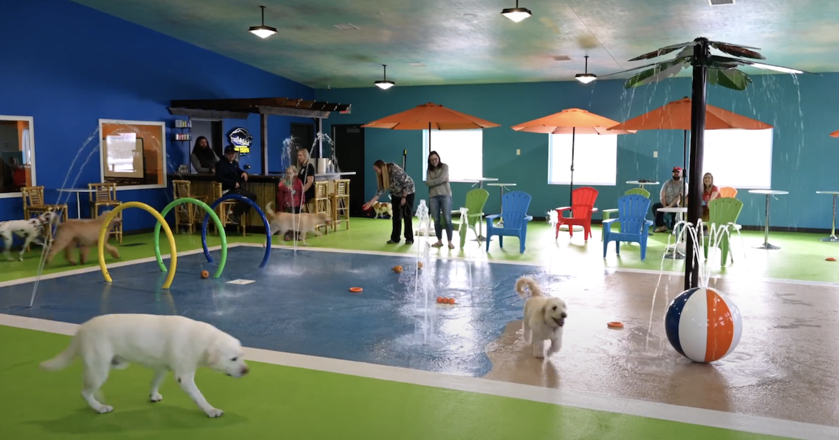Dog Water Park Facility