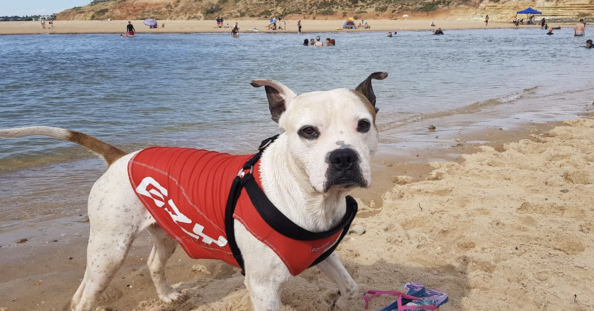 Pit Bull lifeguard