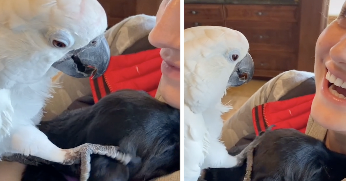 Bird petting dog