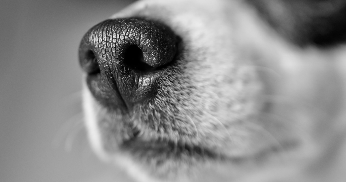 New App Reunites Lost Dogs Using Their Nose Prints