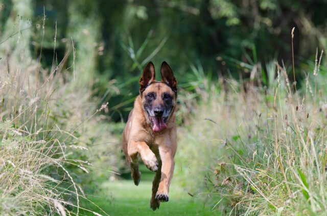 Belgian_Malinois_running