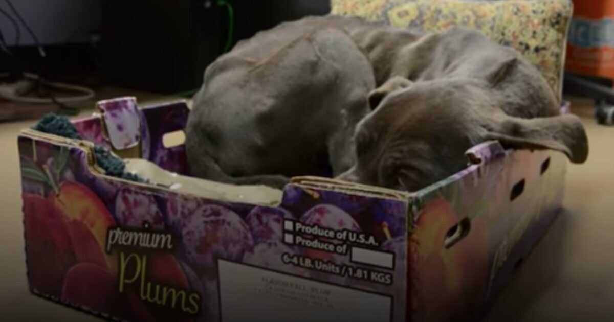 Scared, Abandoned Pittie Wouldn't Leave The Cardboard Box He Was Found In