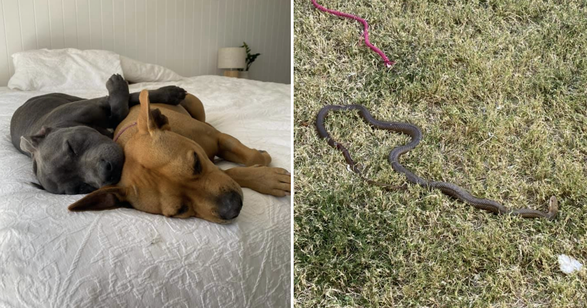 Pit Bull Risks Her Life To Save Puppy From Venomous Snake