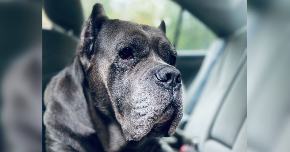 Man Reunites With 150-Pound Dog Thanks To Help From The Community