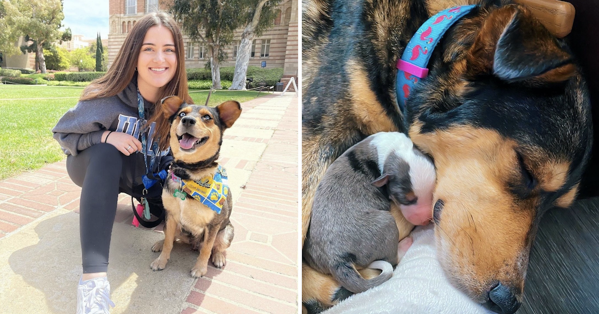 Dog Surprises Her Foster Mom With Litter Of Puppies During Midterms