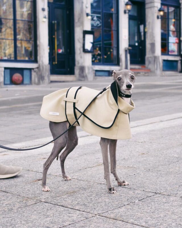 Well-dressed Italian Greyhound